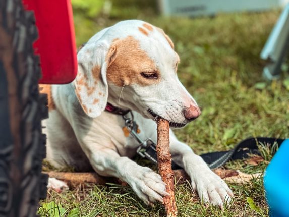 Veilig en comfortabel op pad met je hond: dé oplossing voor elke autorit